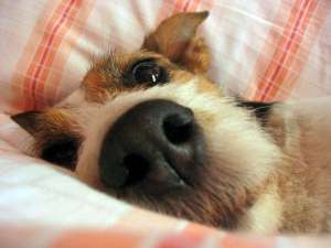 Ξέρεις πόσες ώρες <br> ύπνου χρειάζονται <br> τα σκυλιά;