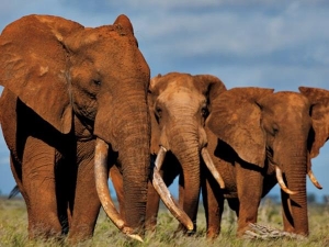 Λαθροθήρες σφάγιασαν <br> 87 ελέφαντες <br> στην Αφρική