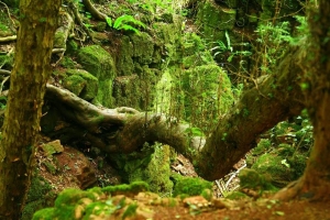 Το δάσος με τον <br> λαβύρινθο των <br> δέντρων (εικόνες)
