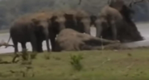 Ελέφαντες αποχαιρετούν <br> τον νεκρό <br> αρχηγό τους (εικόνα)