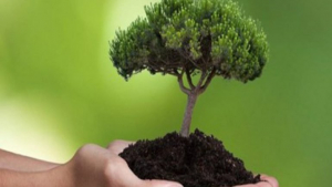 30.000.000 δένδρα <br> θα φυτευτούν στην <br> Ελλάδα τα επόμενα χρόνια