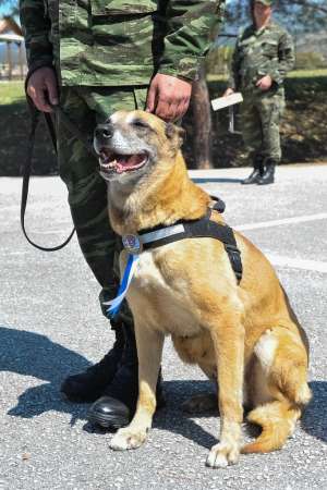 Αυτό είναι το σκυλί <br> στρατιώτης των <br> Ενόπλων Δυνάμεων!
