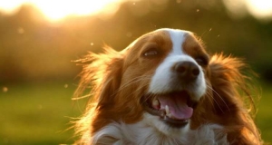 Τα 10 πράγματα <br> που δεν σας λέει <br> το σκυλί σας