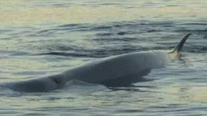 Μικρή φάλαινα  ξεβράστηκε στην  παραλία Αλίμου (εικόνα)