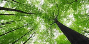 Κίνδυνος αφανισμού <br> του 30% των ειδών <br> δέντρων του πλανήτη