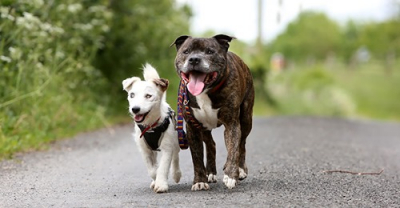 Το τυφλό σκυλάκι που <br> έχει τον φίλο βοηθό <br> πάντα δίπλα του! (εικόνα)