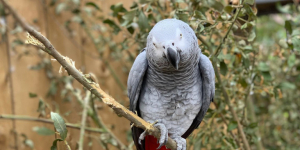 Βρετανικό Πάρκο έδιωξε <br> πέντε παπαγάλους που <br> έβριζαν τους επισκέπτες!