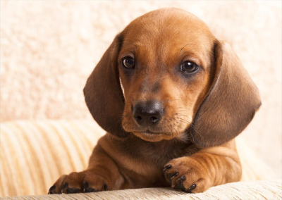 Πέντε συμβουλές για <br> τη μείωση της τριχόπτωσης <br> στα σκυλιά μας