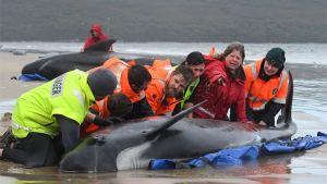 &#039;&#039;Μάχη&#039;&#039; για να σωθούν <br> φάλαινες δίνουν δεκάδες <br> εθελοντές (εικόνες)