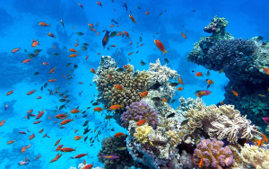 Θαλάσσιος καύσωνας <br> κατέστρεψε τα δάση <br> κοραλλιών της Μεσογείου