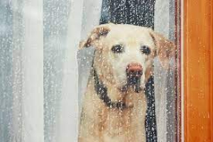 Πως η βροχή  επηρεάζει  τα σκυλιά μας