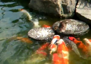 Εκπληκτικό! Παπάκι  ταίζει τα ψάρια  σε λίμνη (video)