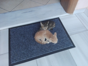 ''Καταφύγιο'' στον Τόλη  βρήκαν τρία  γατάκια (εικόνα)