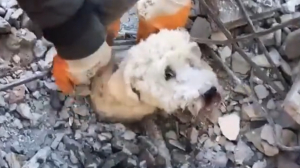 Οι διασώστες έσωσαν <br> σκυλάκι στα <br> ερείπια της Συρίας