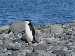 Ανταρκτική Το λιώσιμο <br> των πάγων επηρεάζει <br> τους πιγκουίνους (vid)