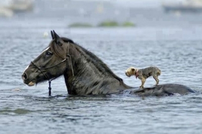 Το άλογο και ο σκύλος <br> Η φωτογραφία καλοσύνης <br> του 2020