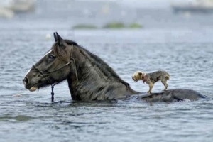 Το άλογο και ο σκύλος  Η φωτογραφία καλοσύνης  του 2020