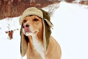 Γιατί δεν κρυώνουν <br> τα σκυλιά που <br> περπατούν &#039;&#039;ξυπόλητα&#039;&#039;;