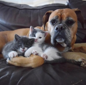 Η σκυλίτσα με <br> τα θετά <br> γατάκια της! (εικόνα)