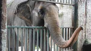 Έφυγε από τη ζωή <br> η Μάλι Ονομάστηκε <br> η θλιμμένη ελεφαντίνα