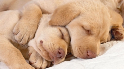 Γιατί τα σκυλιά μας <br> κοιμούνται <br> τόσες ώρες