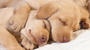 Γιατί τα σκυλιά μας  κοιμούνται  τόσες ώρες