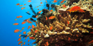 Χάθηκαν τα μισά <br> κοράλλια στην Αυστραλία <br> σε 25 χρόνια (video)