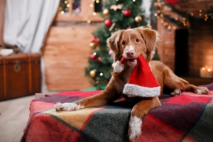 10 συμβουλές για  όμορφα Χριστούγεννα  με το σκυλί στο σπίτι