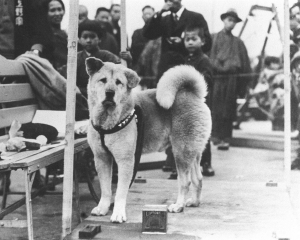 Χάτσικο Το σκυλί <br> θρύλος έσβησε σαν <br> σήμερα το 1935