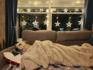 Το ωραιότερο  δώρο Χριστουγέννων  για τα σκυλιά μας