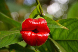 Το άγνωστο λουλούδι <br> με σαρκώδη χείλη <br> για… φίλημα! (εικόνες)