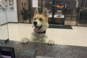 Σκύλος χάθηκε και πήγε <br> στην αστυνομία να βρει <br> το αφεντικό του! (pic)