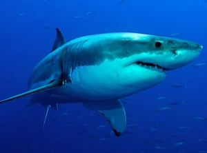 Νεκρός 17χρονος <br> σέρφερ από <br> επίθεση καρχαρία
