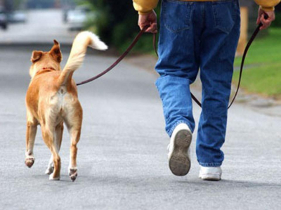 7 αλήθειες και μύθοι <br> για τη βόλτα <br> του σκύλου μας