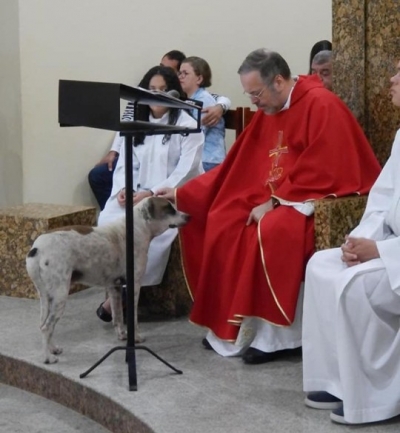 Ιερέας βάζει σκυλιά <br> στην εκκλησία για <br> υιοθεσία από πιστούς!
