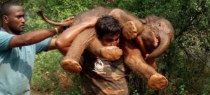 Δασοφύλακας μεταφέρει <br> στα χέρια του χαμένο <br> από τη μητέρα του ελεφαντάκι