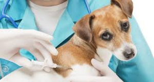 Όσα πρέπει να <br> γνωρίζουμε για τα <br> εμβόλια του σκύλου μας