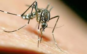 Αυξάνονται τα κρούσματα <br> του Δυτικού Νείλου <br> από κουνούπια