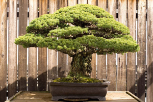 Το 400 ετών δέντρο μπονσάι  που επιβίωσε από τη  βόμβα της Χιροσίμα! (εικόνες)