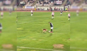 Άτακτο σκυλάκι  αναστάτωσε ποδοσφαιρικό  ματς στο γήπεδο (video)