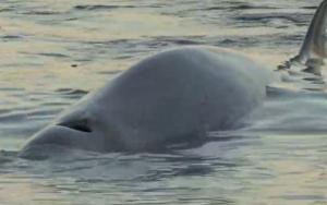 Οδηγήθηκε στα βαθιά  η φάλαινα ''Σωτήρης''  Αγώνας επιβίωσης