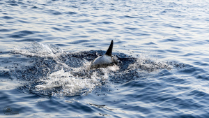 Ρινοδέλφινα στη  θάλασσα της  Λεμεσού (εικόνα)