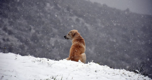 Αδέσποτο σκυλάκι έσωσε <br> 10χρονο κορίτσι <br> μέσα στα χιόνια!