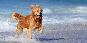 Τι ισχύει με τη βόλτα <br> του σκυλιού μας <br> στην παραλία