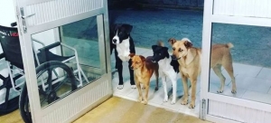 Τέσσερις σκύλοι - άνθρωποι <br> συνόδευσαν το αφεντικό τους <br> στο νοσοκομείο (εικόνες)