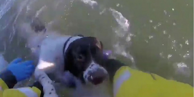 Η ακτοφυλακή έσωσε <br> σκύλο που κυνηγούσε <br> γλάρους στη θάλασσα!