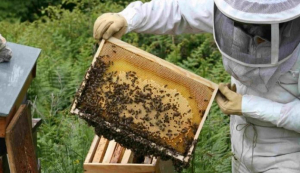 Ολική καταστροφή <br> των μελισσοκόμων <br> από τις φωτιές