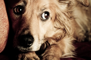 Πώς βοηθάμε τα σκυλιά <br> να ξεπεράσουν τον <br> φόβο των κροτίδων