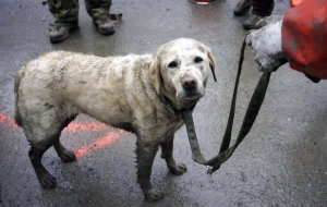 O σκύλος που <br> έσωσε δέκα <br> ανθρώπους στην Τουρκία