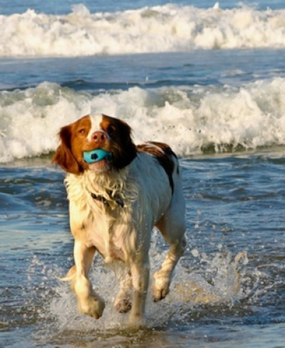 Ραφήνα Η παραλία <br> &#039;&#039;Πανόραμα&#039;&#039; φιλική <br> για τα σκυλιά